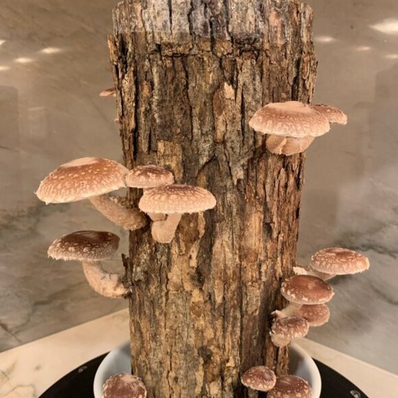 Williams Sonoma Shiitake Mushroom Log Kit - Picture 1 of 3